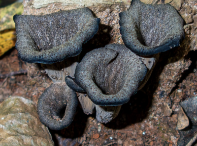 Black Trumpet Mushroom
